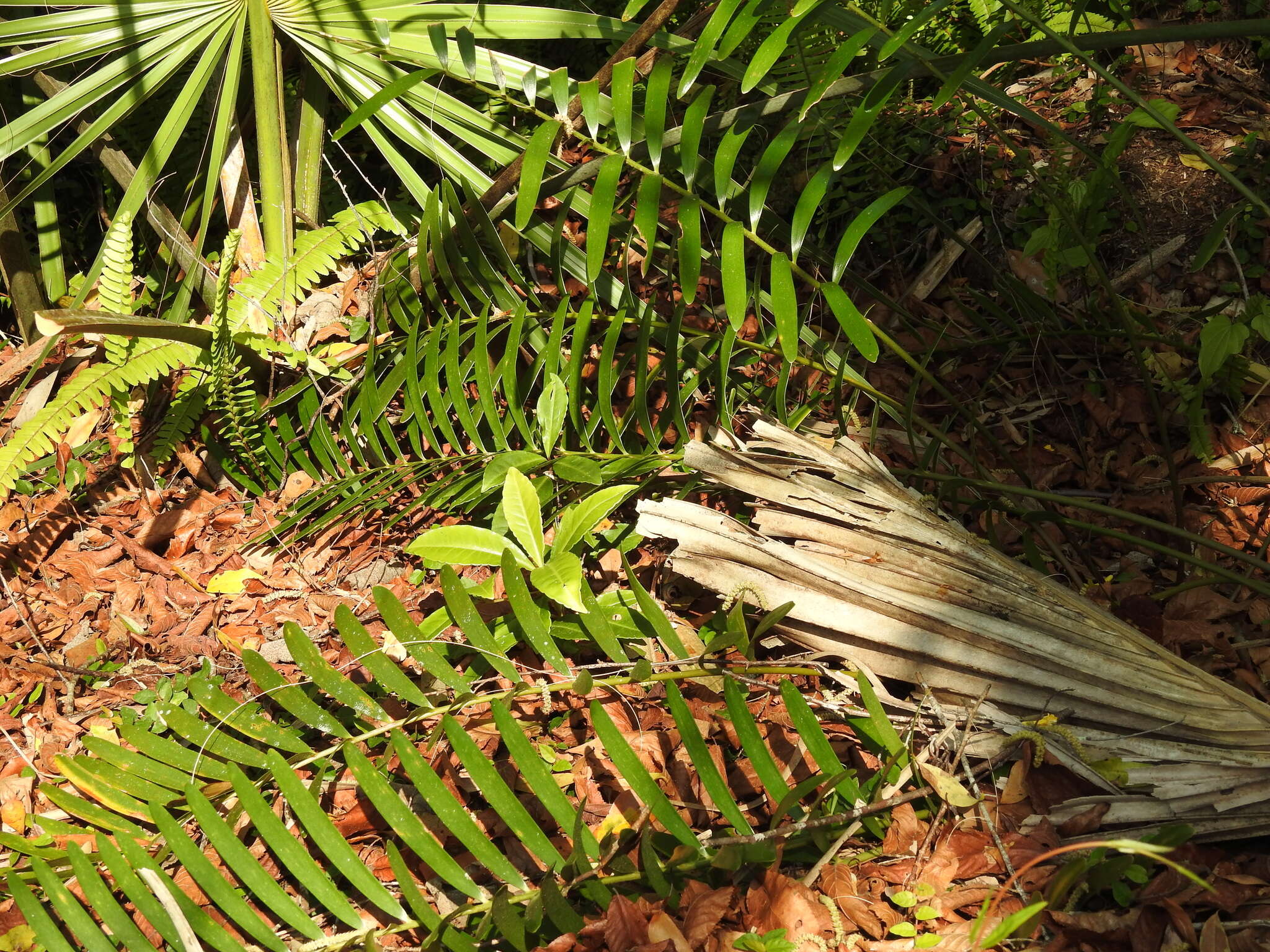 Image of Florida arrowroot