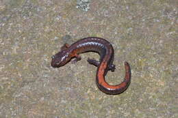 Image of Webster's Salamander