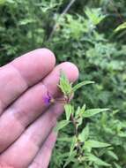 Image of blue waxweed