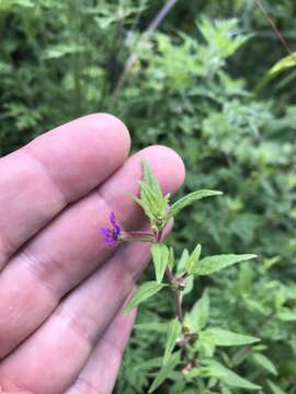 黏毛萼距花的圖片