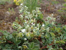 Imagem de Iberodes littoralis (Lehm.) Serrano, R. Carbajal & S. Ortiz