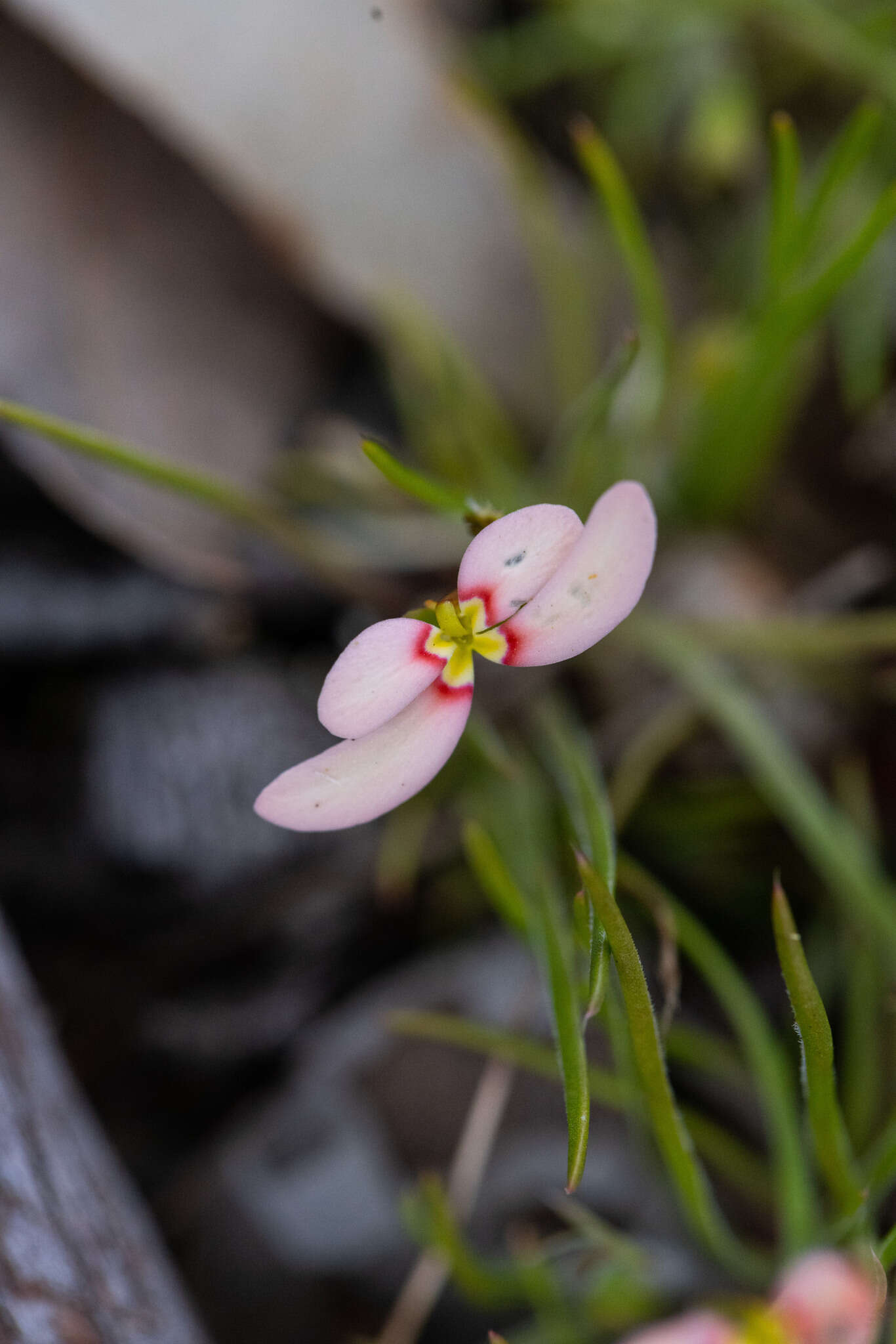 Image of Stylidium uniflorum subsp. uniflorum