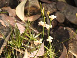 Sivun Utricularia fulva F. Muell. kuva