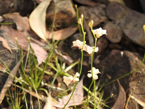 Image of Utricularia fulva F. Muell.