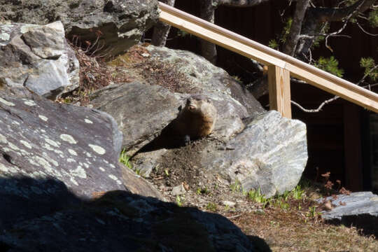 Sivun Marmota subgen. Marmota Blumenbach 1779 kuva