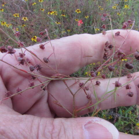 Image of San Saba pinweed