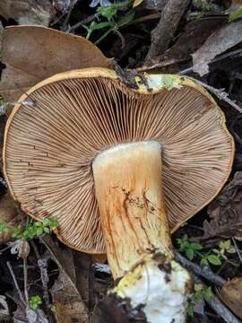 Image of Cortinarius viridirubescens M. M. Moser & Ammirati 1997