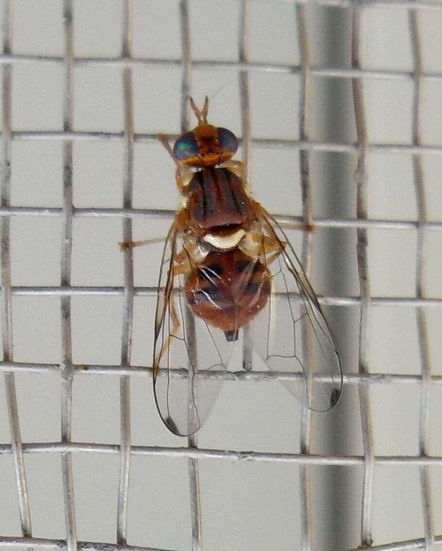 Image of Olive Fruit Fly