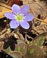 Image of roundlobe hepatica