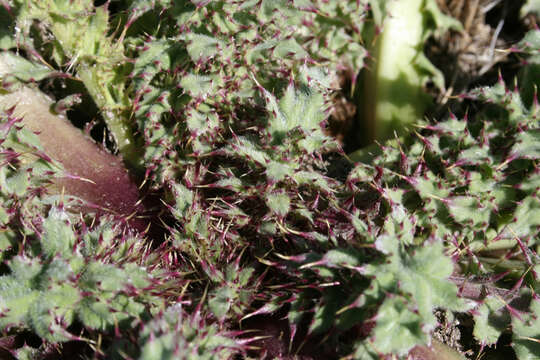 Image of <i>Cirsium <i>fontinale</i></i> var. fontinale