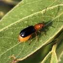 Phyllecthris gentilis J. L. Le Conte 1865 resmi