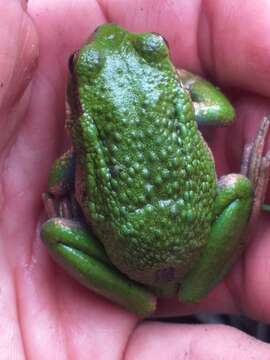 Image de Gastrotheca pseustes Duellman & Hillis 1987