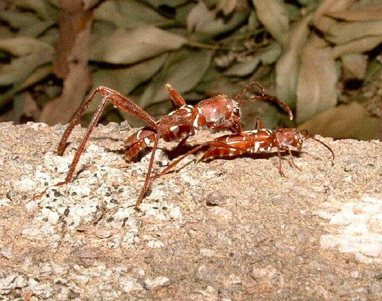 Image of Neoclytus cacicus (Chevrolat 1860)