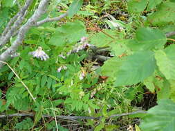 Imagem de Hedysarum alpinum L.