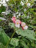 Image of Begonia