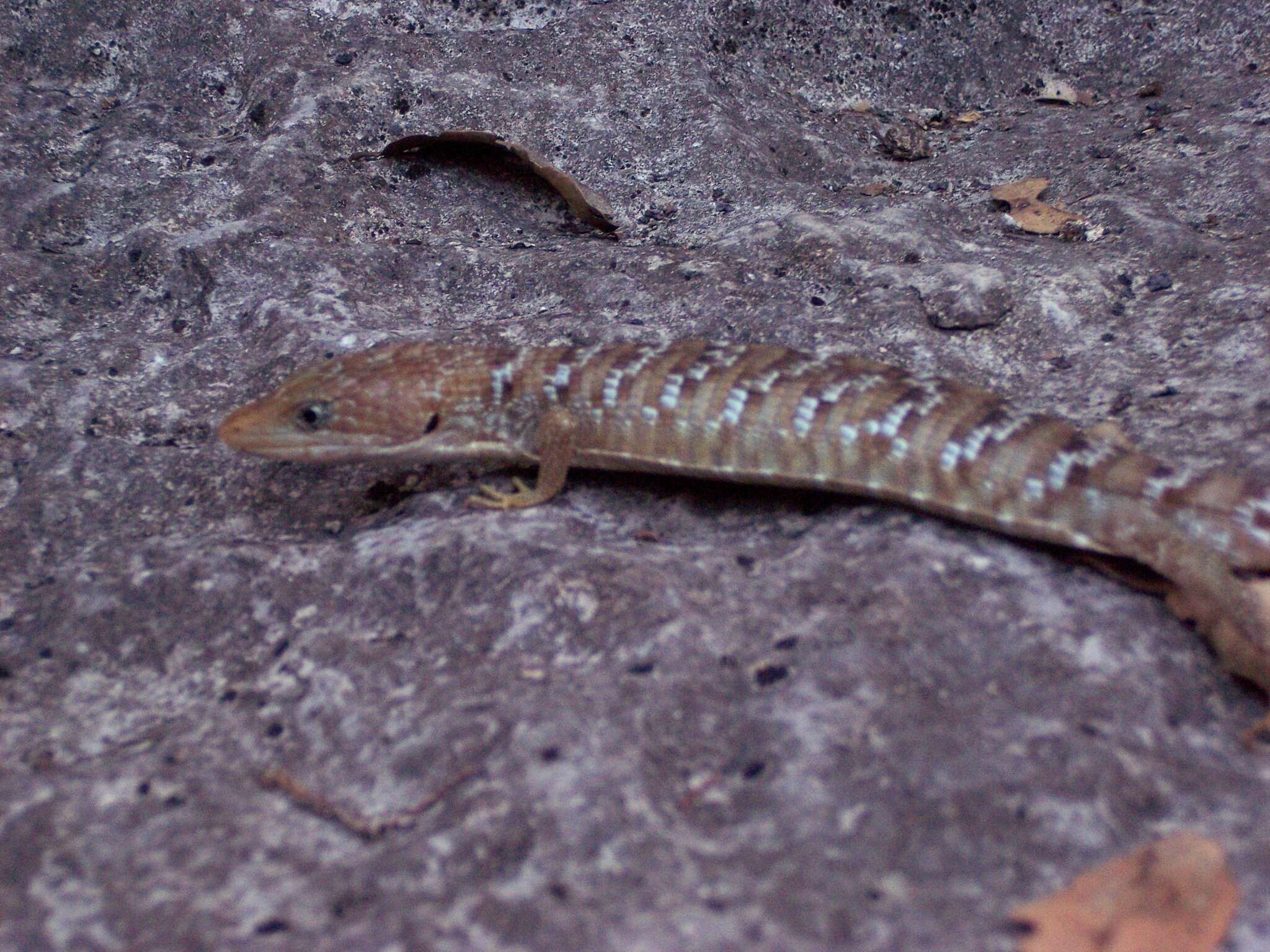 Image of Gerrhonotus Wiegmann 1828