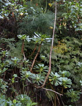 Image of saucer-plant