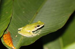 Image of Chalcorana eschatia (Inger, Stuart & Iskandar 2009)