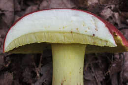 Image of Boletus roodyi B. Ortiz, D. P. Lewis & Both 2009