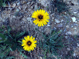 Image of False sowthistle