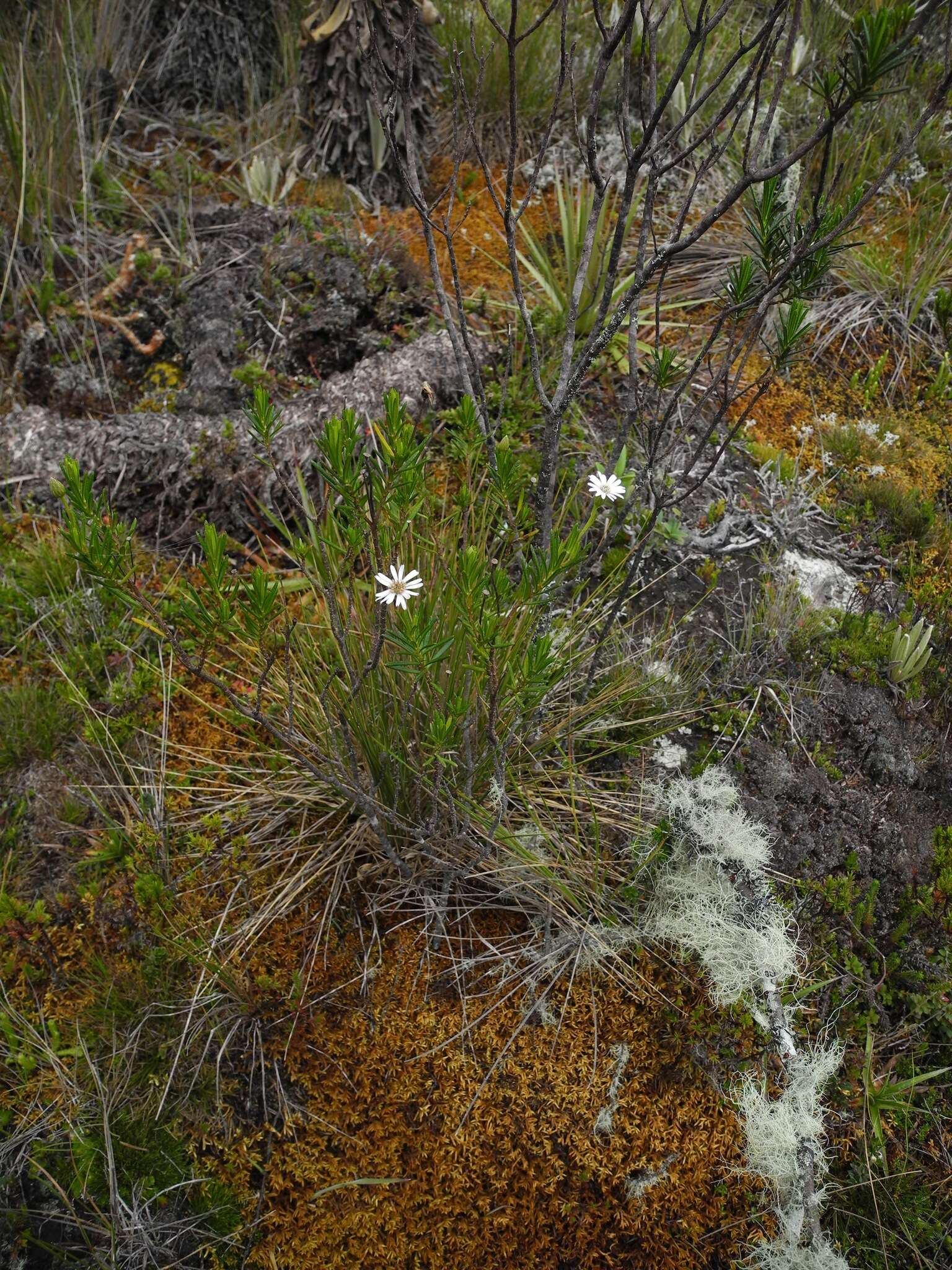 Image of Linochilus frontinensis