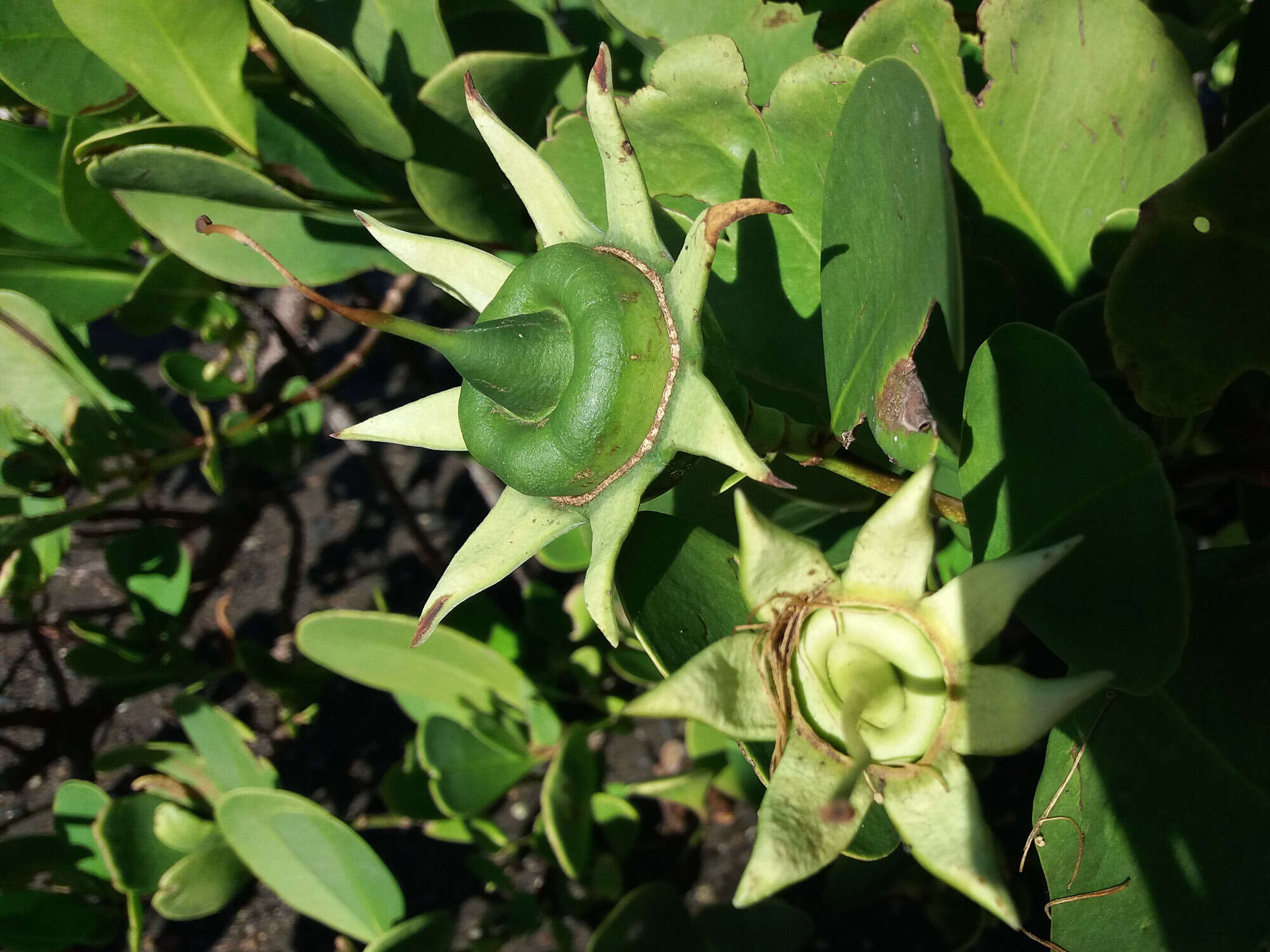 Image of Mangrove apple