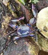 Image of Petrolisthes violaceus (Guérin 1829)