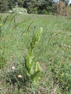 Image of Lizard orchid