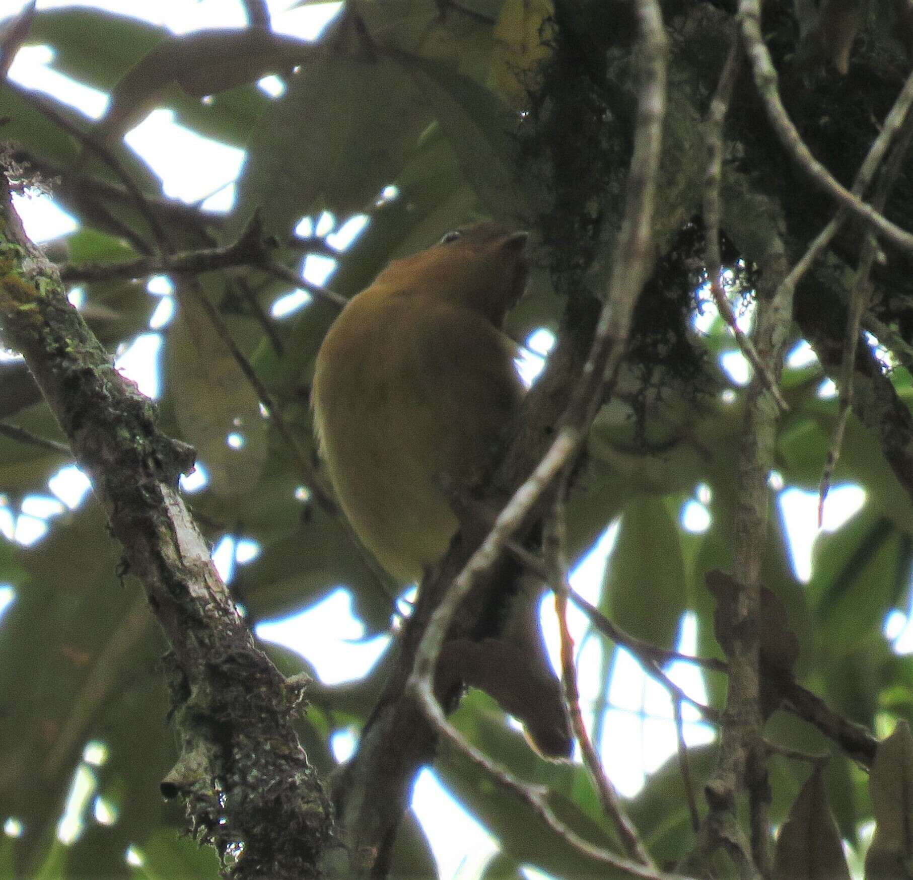 Image of Black-capped Piprites