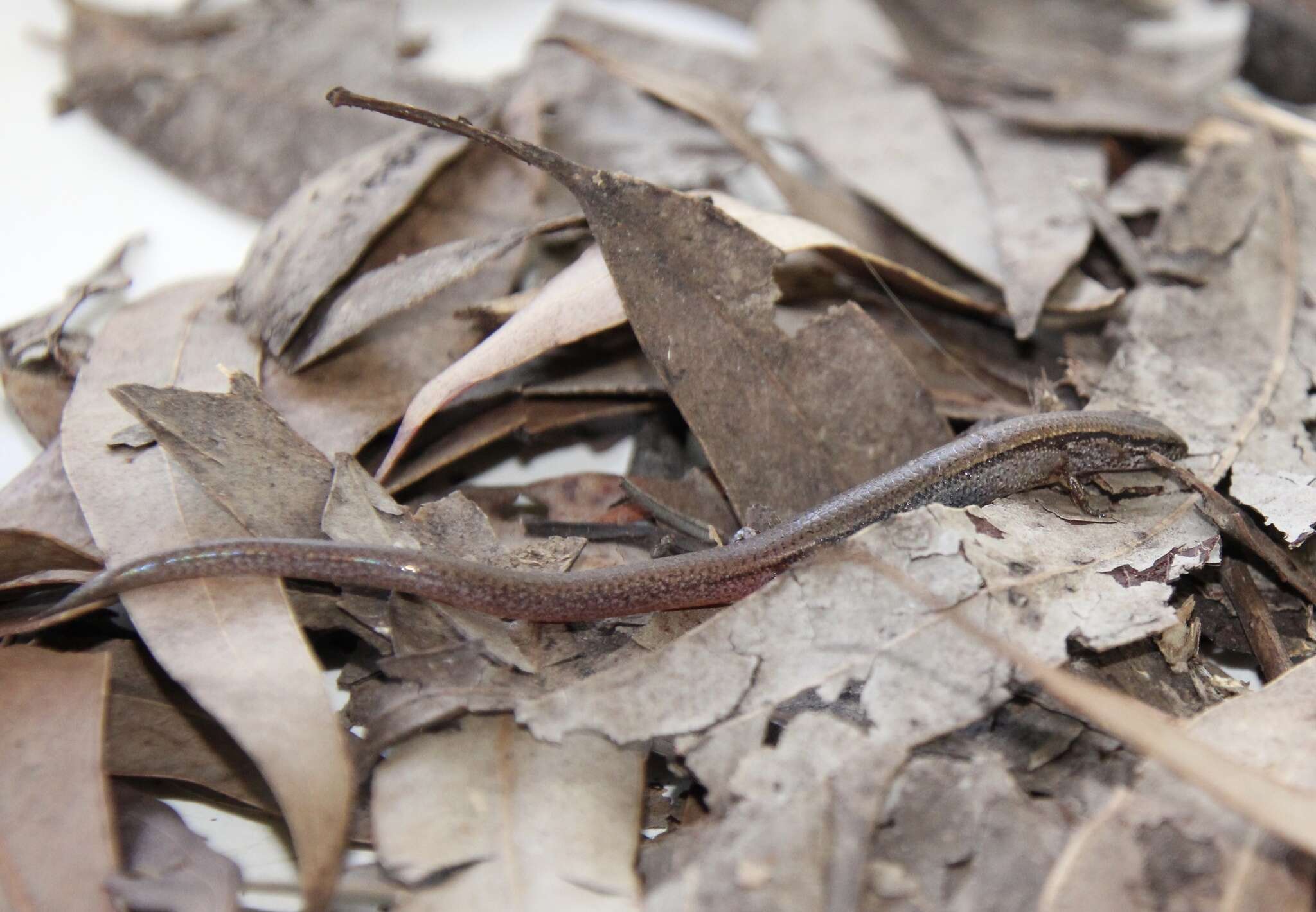 Image de Calyptotis