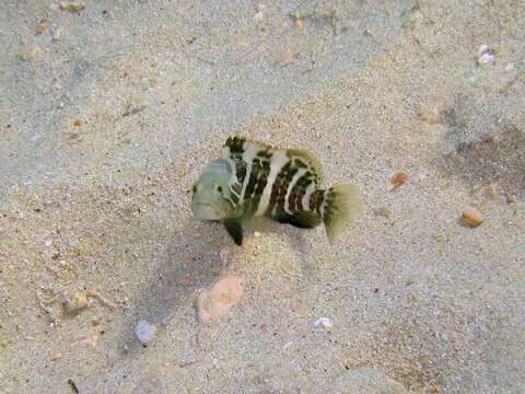 Image of White Grouper