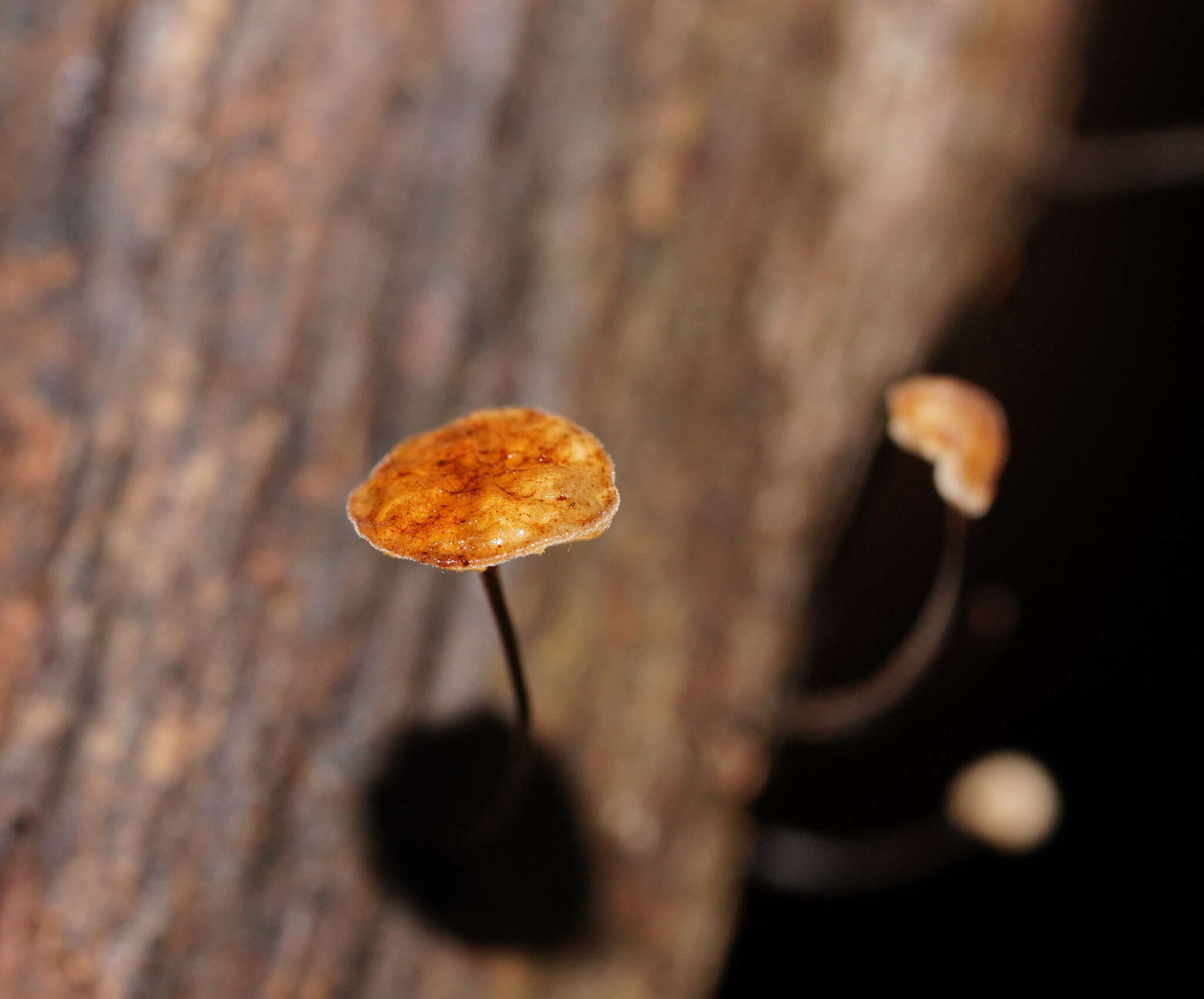 Image of Marasmius alveolaris Cleland 1927