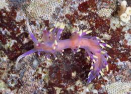 Image of Coryphellina marcusorum (Gosliner & Kuzirian 1990)