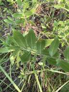 Image of western rough goldenrod