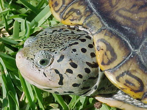 Image of Malaclemys terrapin tequesta Schwartz 1955