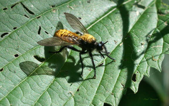 Image of Laphria sericea Say 1823