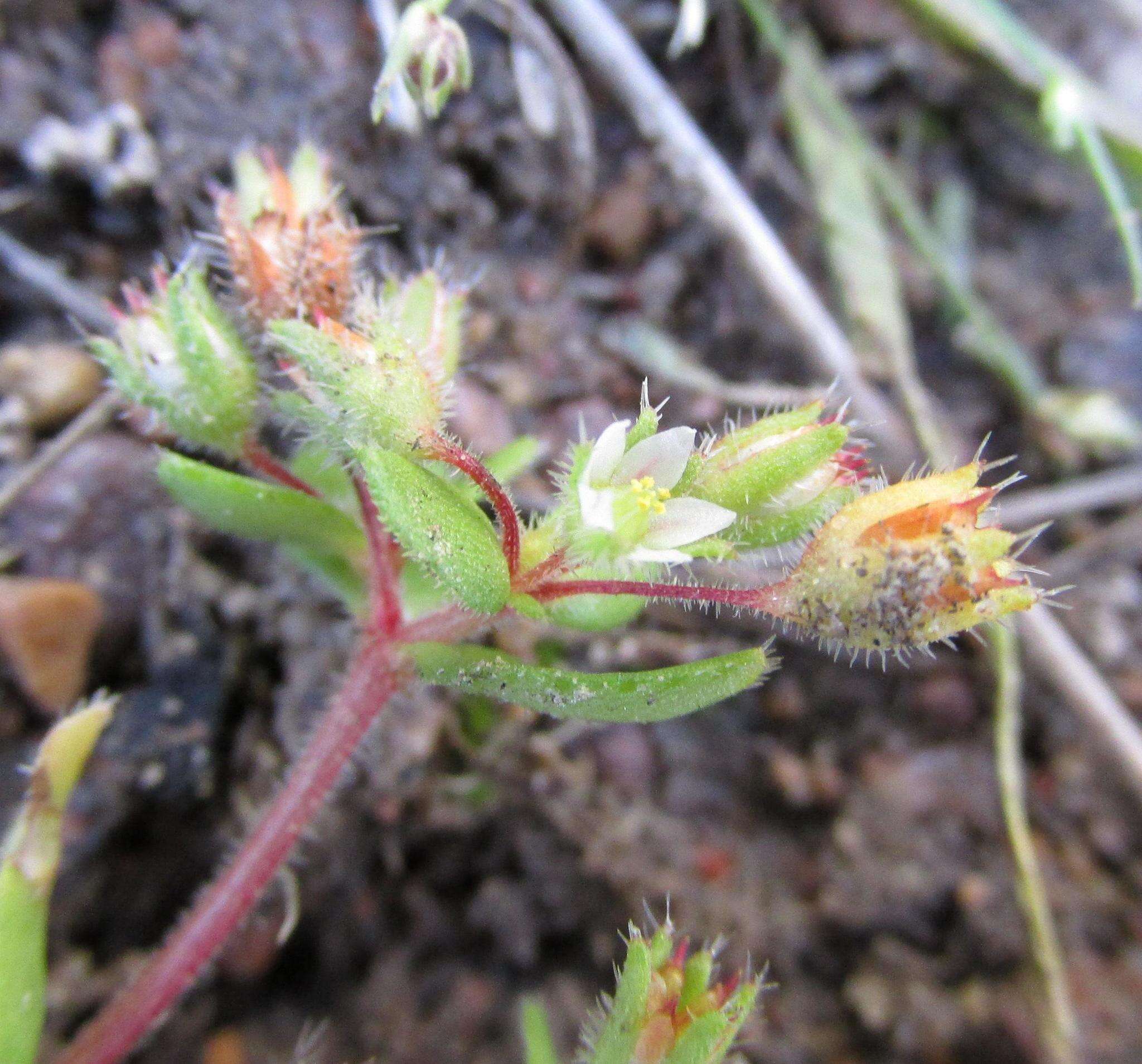 Image of Crassula strigosa L.