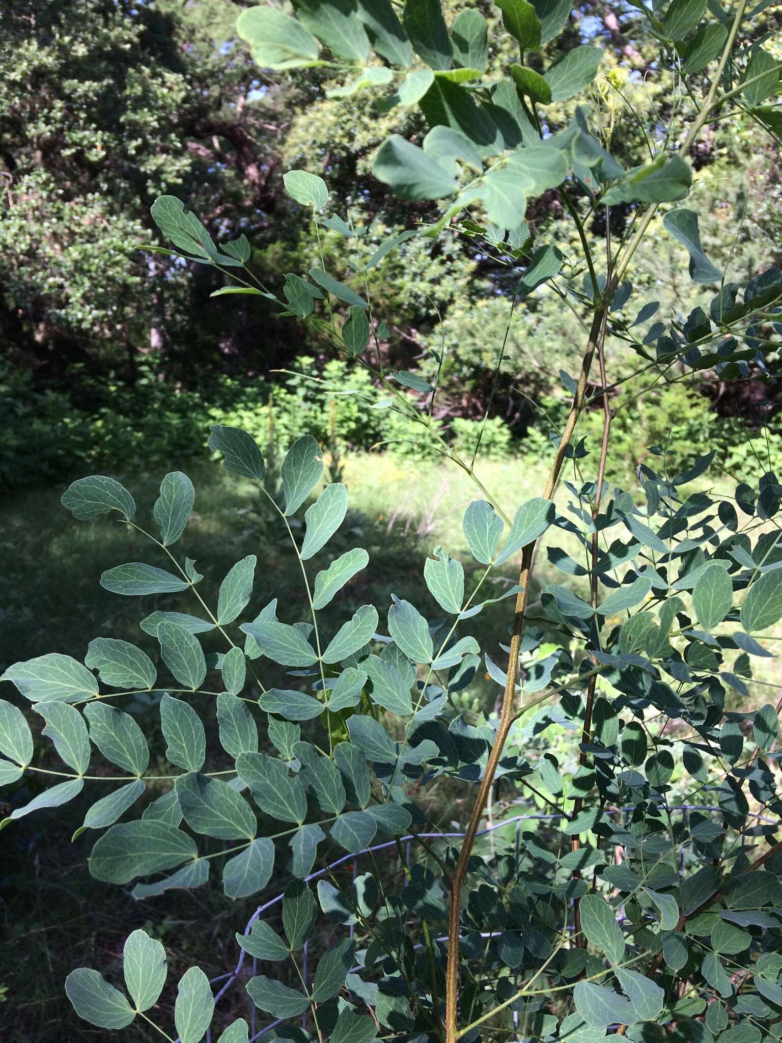 Imagem de Leucaena retusa Benth.