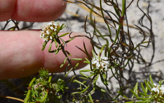 Image of Disparago laxifolia DC.