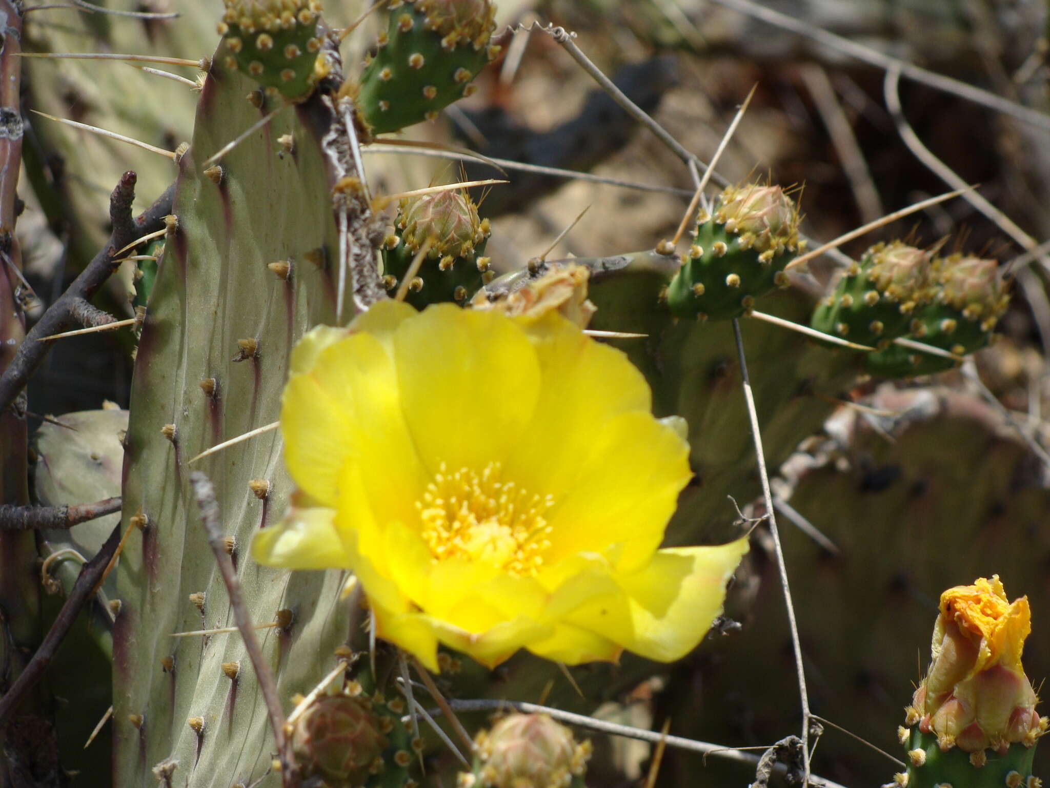 Image of Opuntia bravoana E. M. Baxter