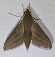 Image of Pale Brown Hawkmoth