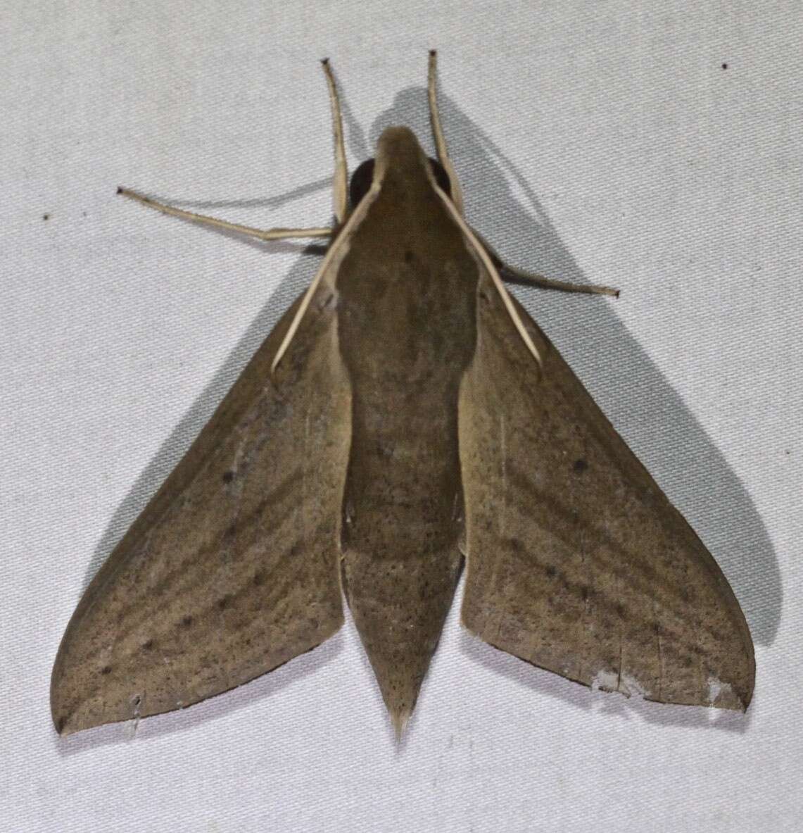 Image of Pale Brown Hawkmoth