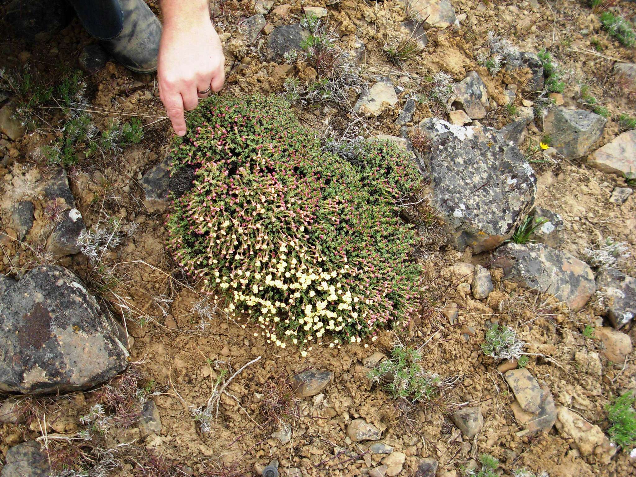 Eriogonum thymoides Benth. resmi