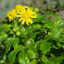 Image of Senecio leucanthemifolius subsp. leucanthemifolius