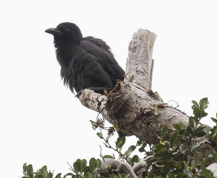 Image of Slender-billed Crow