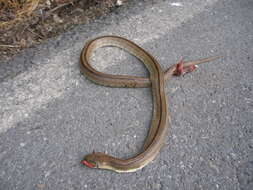 Image of Ladder Snakes
