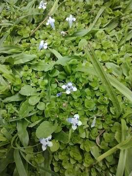 Image of Lindernia rotundifolia (L.) Alston