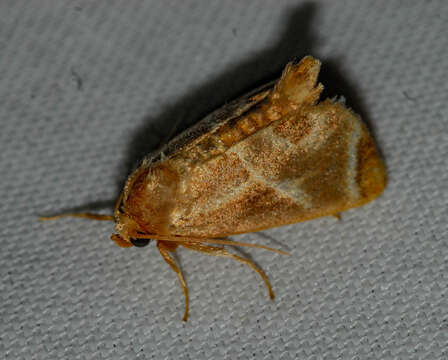 Image of Shagreened Slug Moth