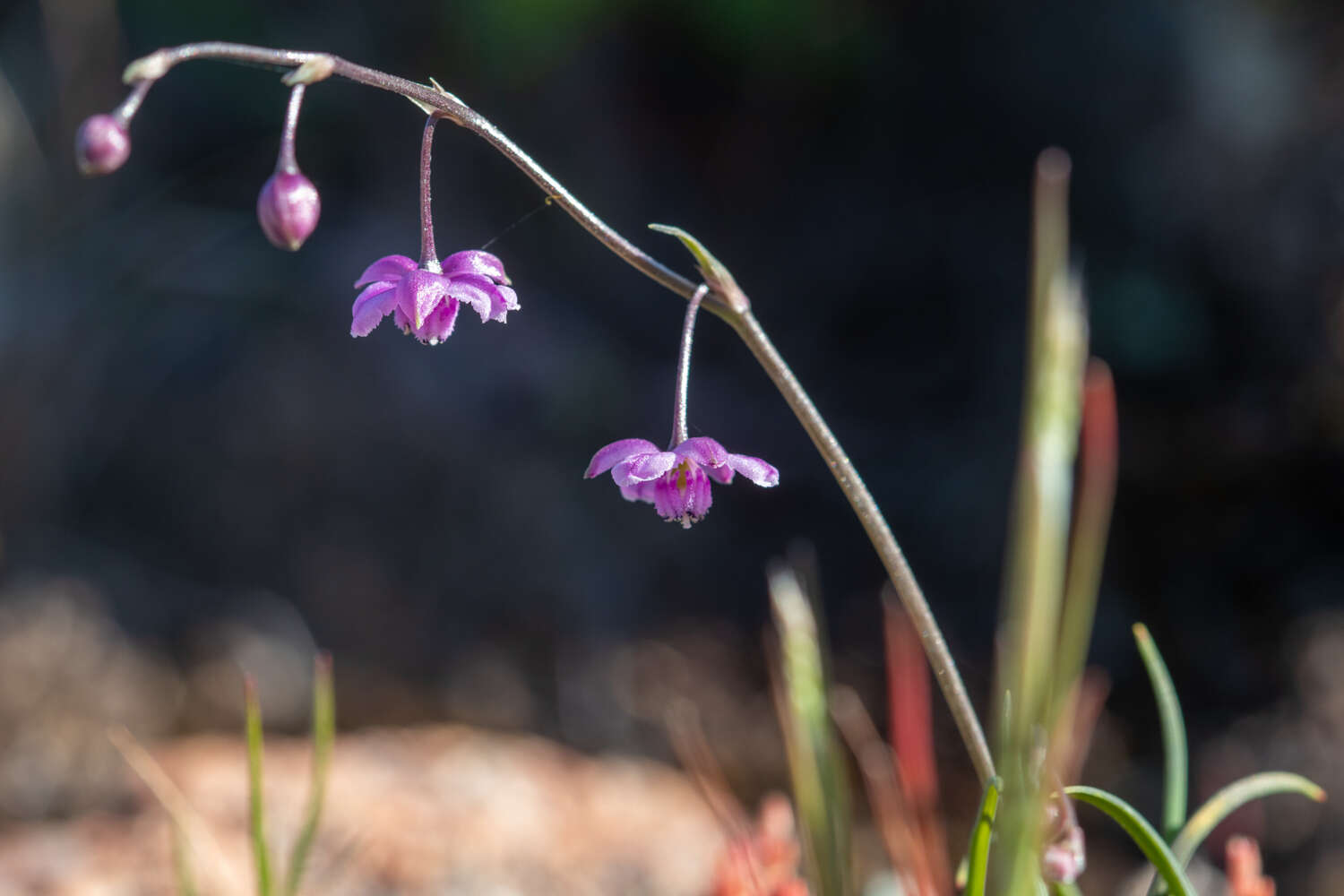 Image of Arthropodium minus R. Br.