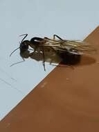Image de Camponotus sexpunctatus Forel 1894